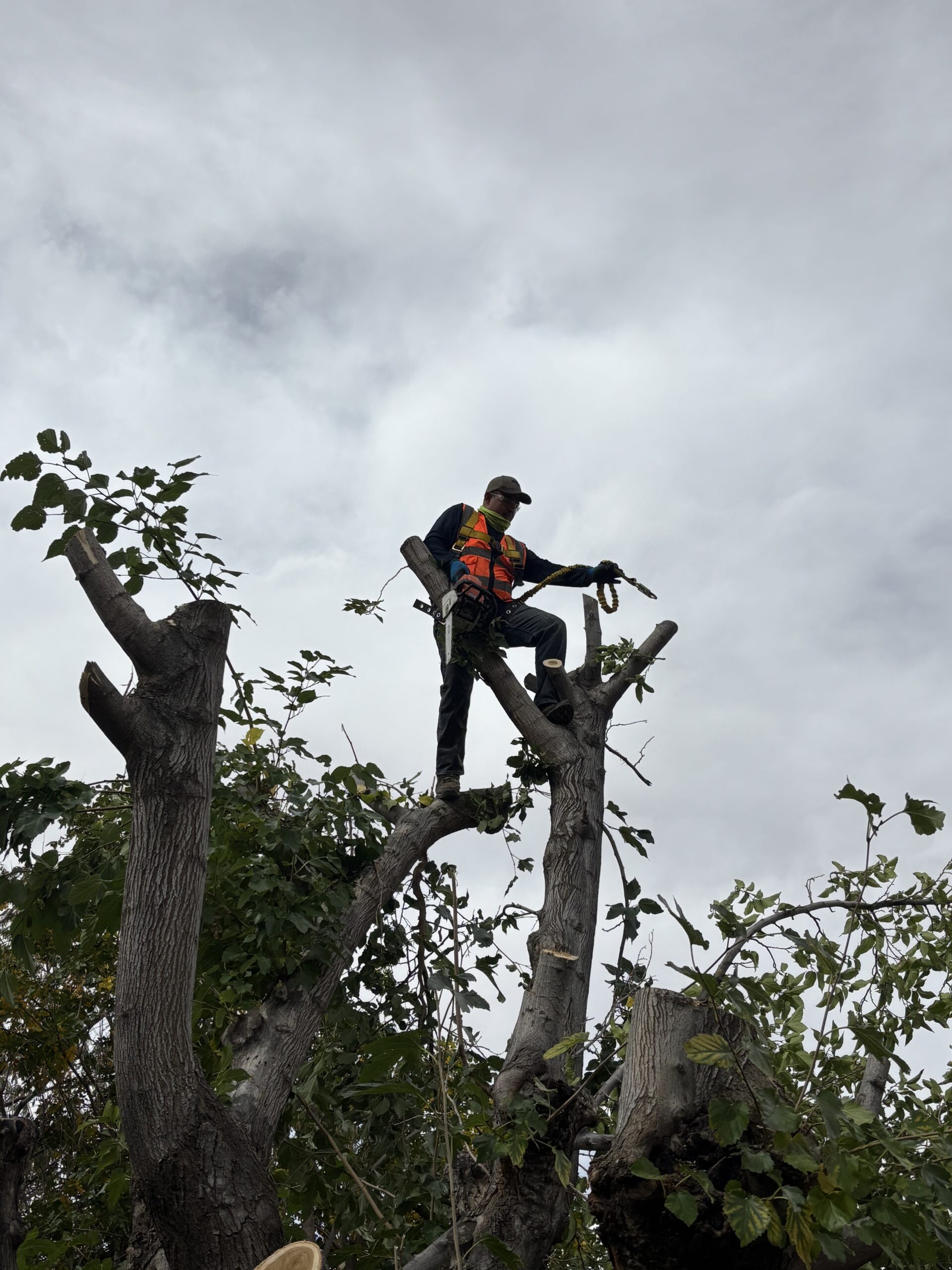 Tree trimming project by Shaddai Landscaping LLC in Santa Fe