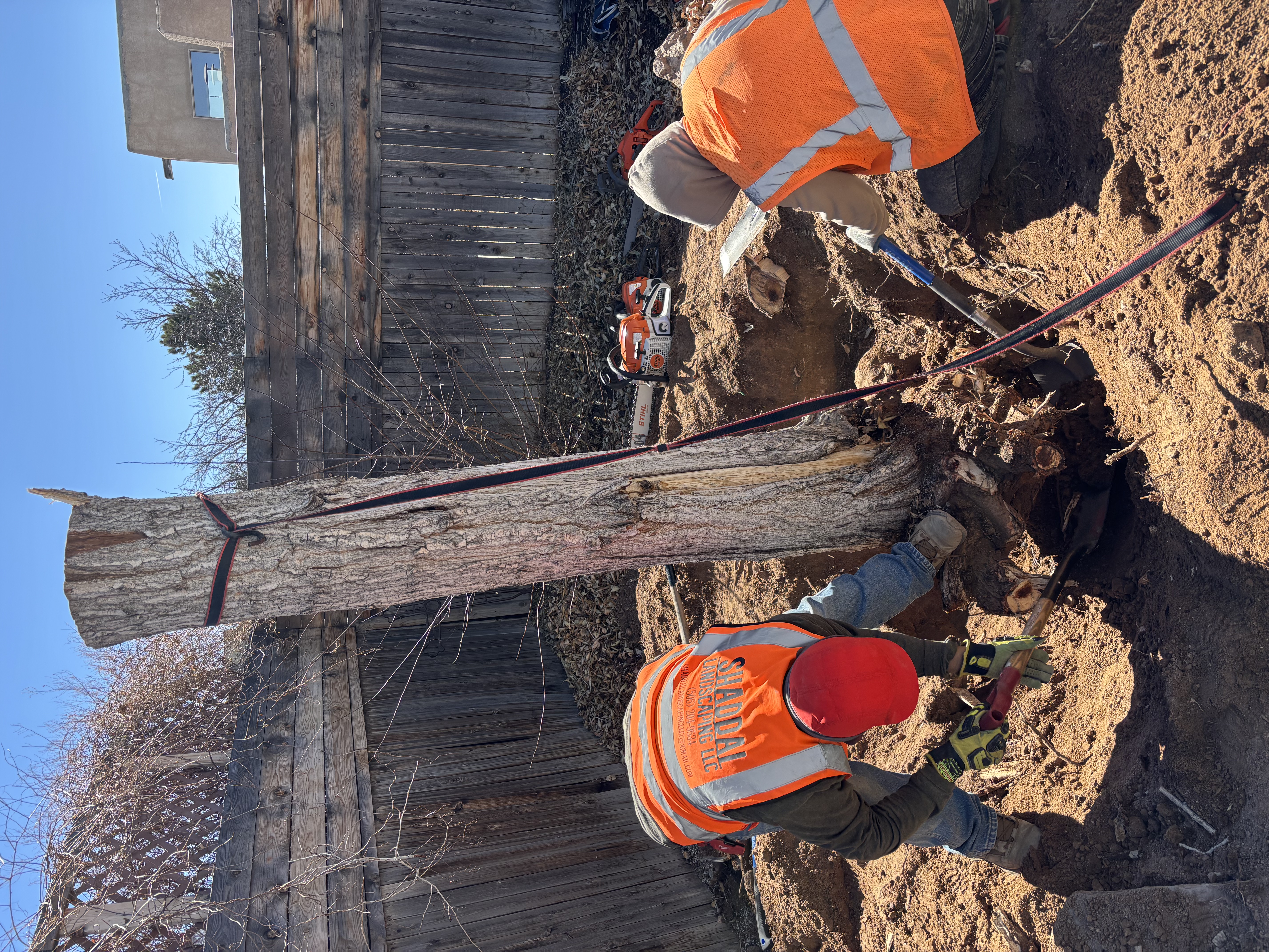 Tree Removal Project