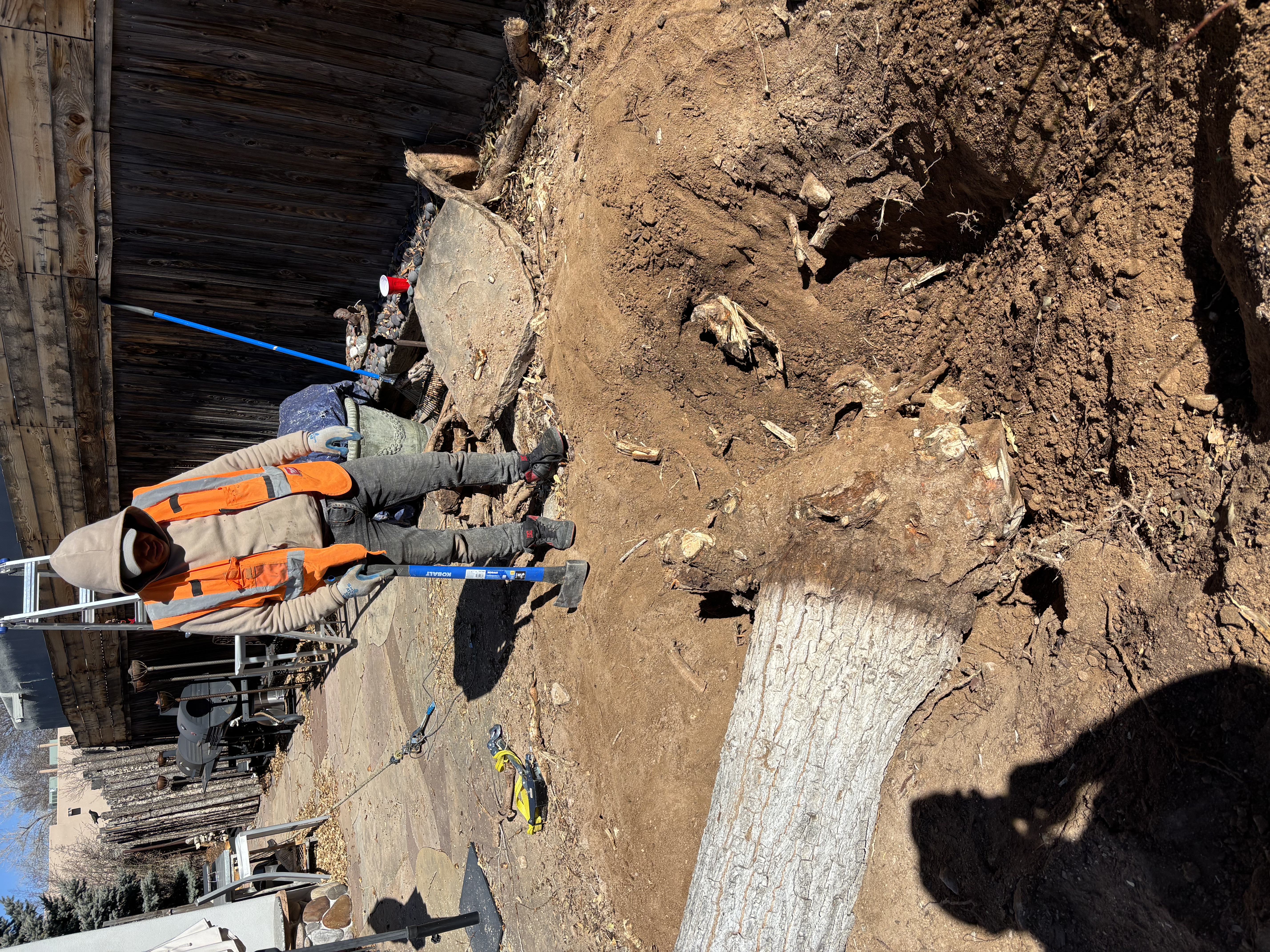 Tree Removal Project